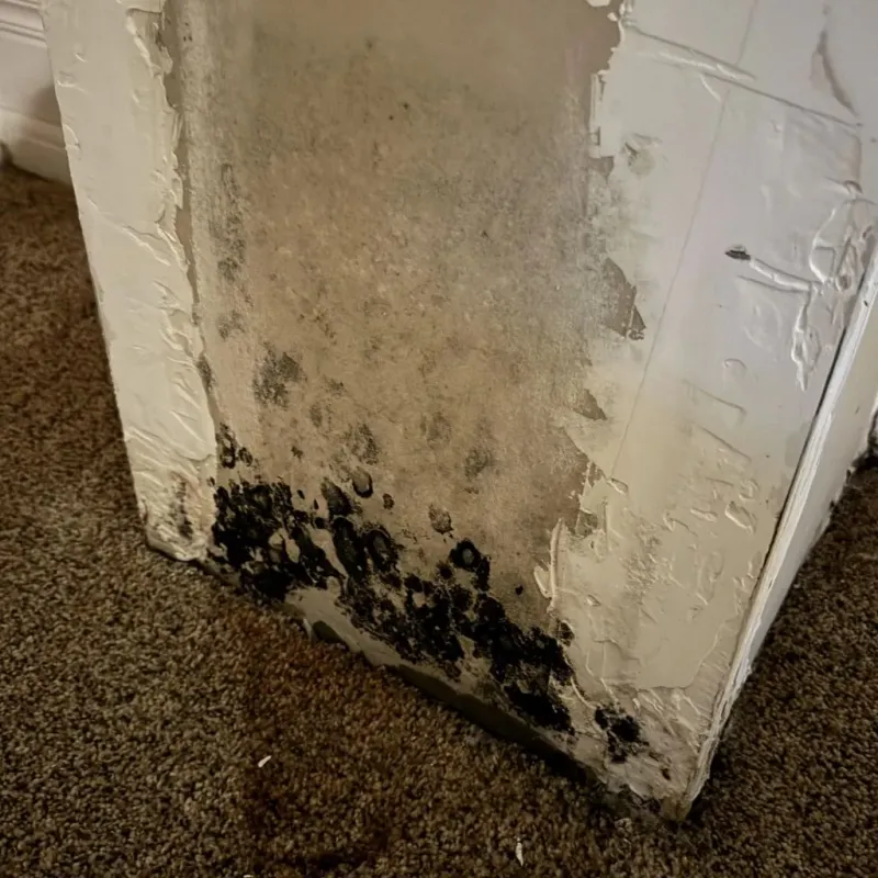 Professional Mold Removal in Bryan, OH